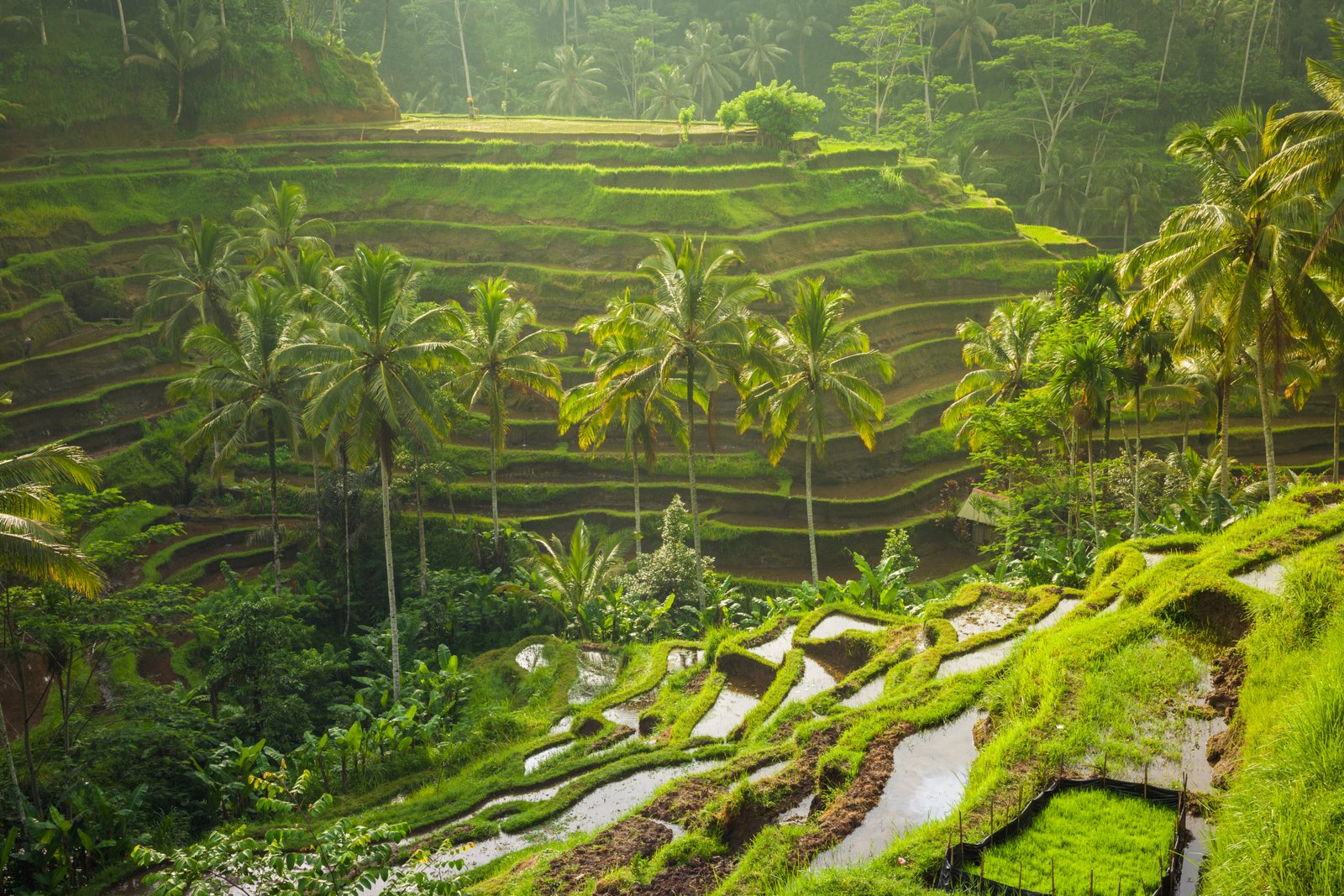 Ubud Tour Bali Ubud Tour