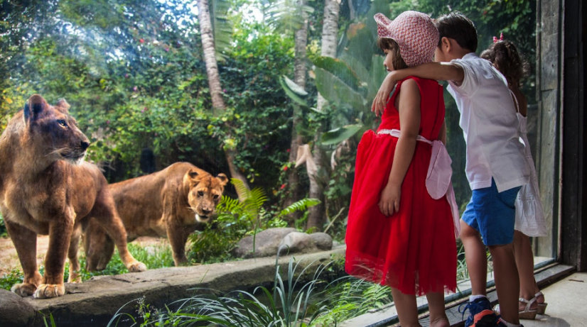 Half-Day Bali Zoo Explorer with Lunch and Transfers - Bali Ubud Tour