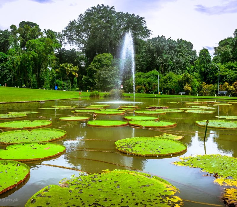 Bogor Botanical Garden