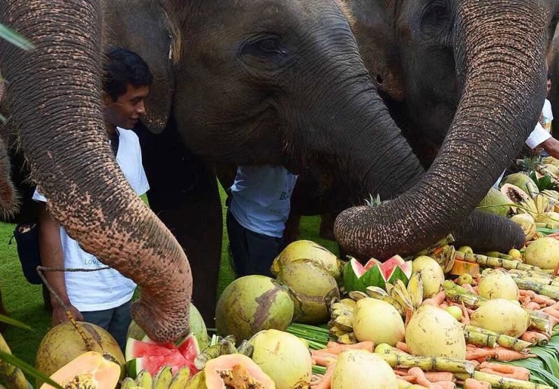 Feeding the Hungry Giants