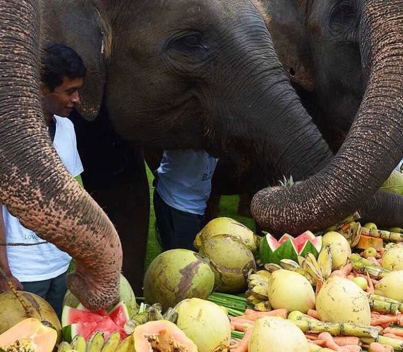 Feeding the Hungry Giants