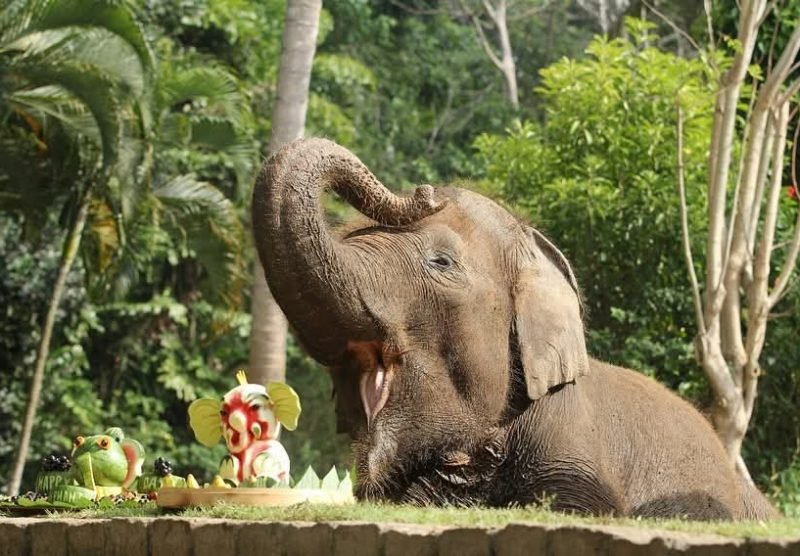 Happy Elephant, Sweet Watermelon