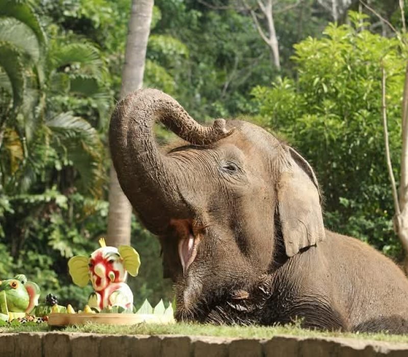 Happy Elephant, Sweet Watermelon
