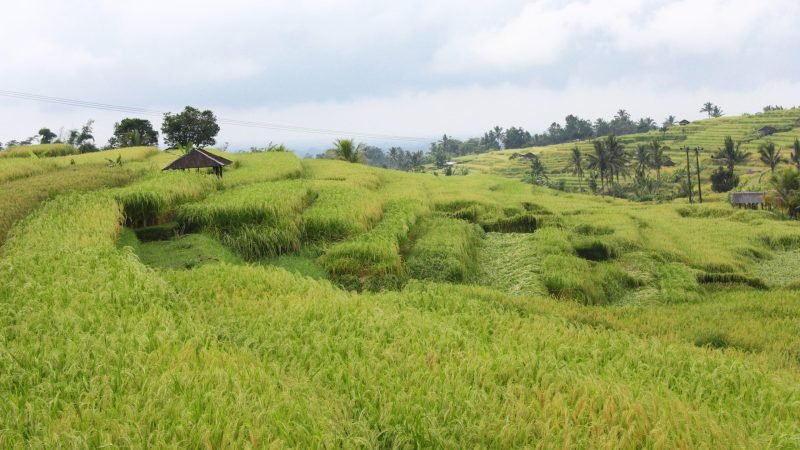 IMG_jatiluwih6jatiluwih3