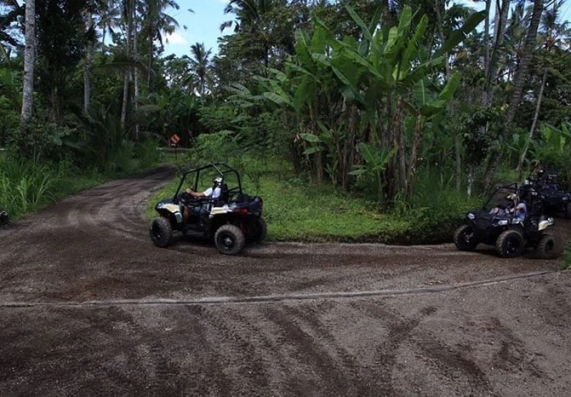 Jungle Buggies 2