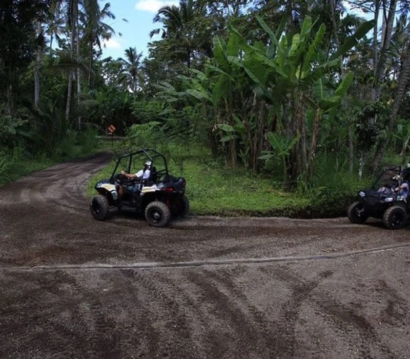 Jungle Buggies 2