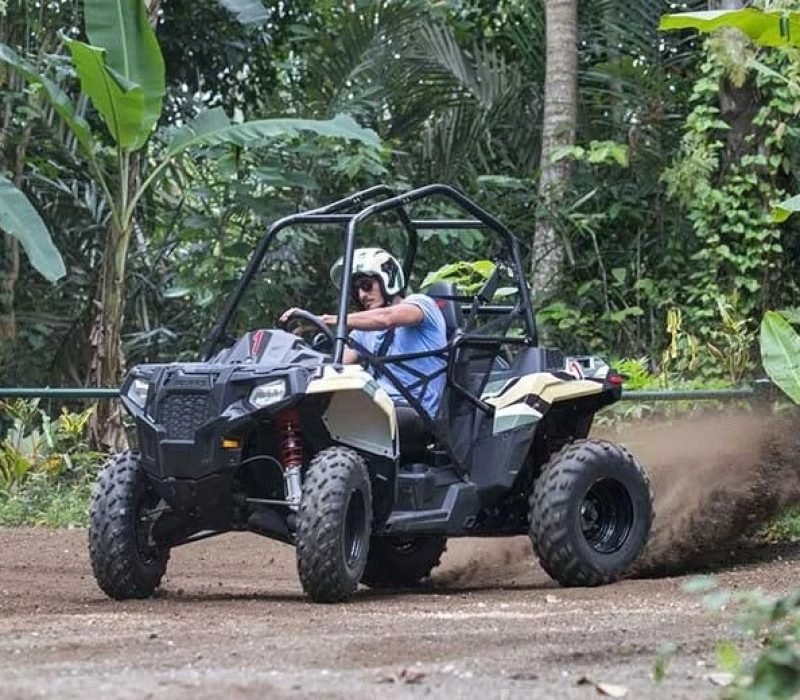 Jungle Buggies