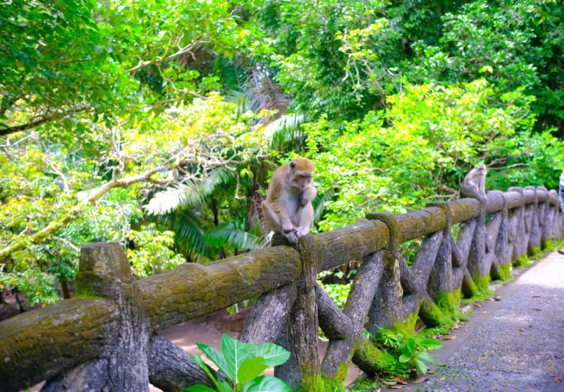Monkey-at-Pangandaran-National-Park