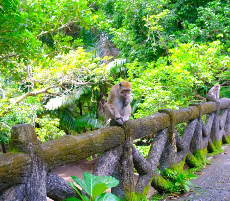 Monkey-at-Pangandaran-National-Park