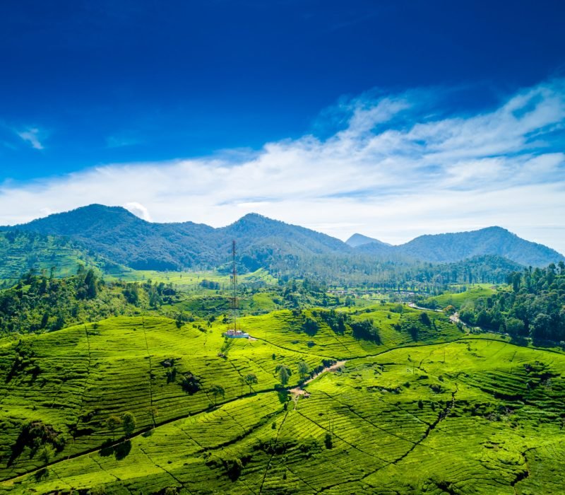 Aerial,View,Of,Green,Lush,Walini,Tea,Plantation,,Rancabali,,Ciwidey,