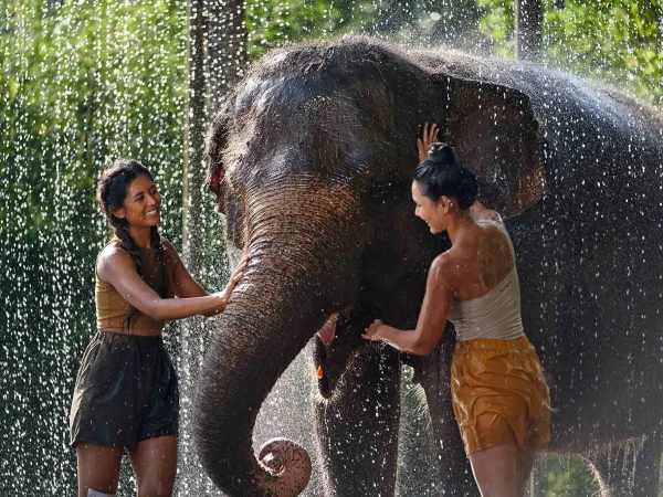 Pure Joy and Elephant Splashes