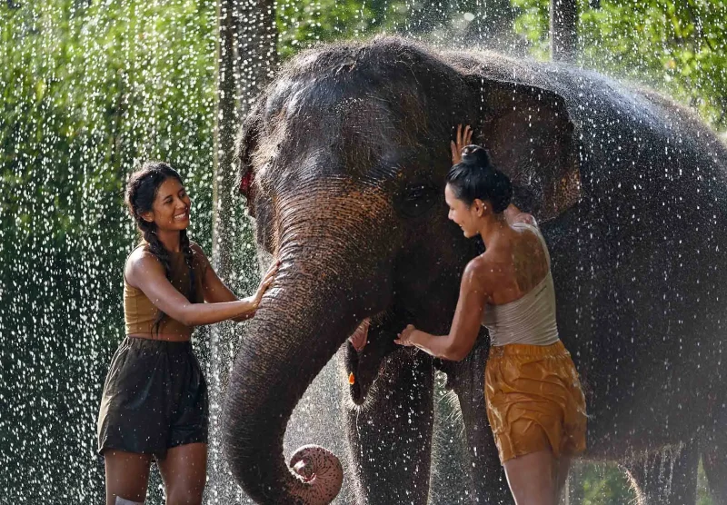Pure Joy and Elephant Splashes
