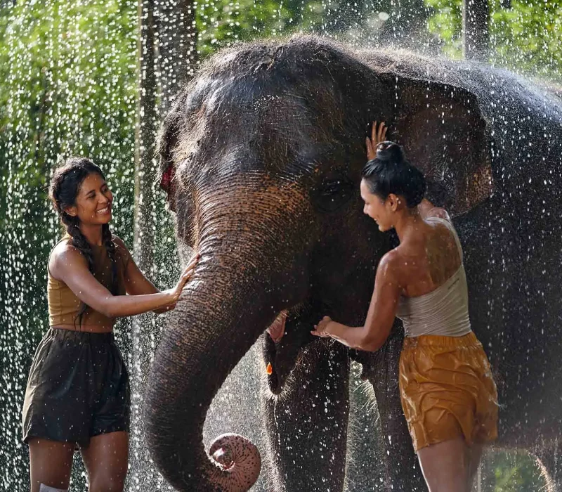 Pure Joy and Elephant Splashes