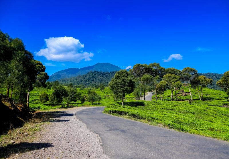 A,Road,Splitting,Across,The,Green,Walini,Tea,Plantation,,Rancabali,