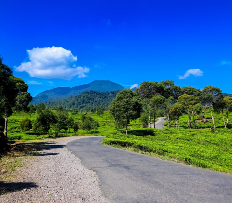 A,Road,Splitting,Across,The,Green,Walini,Tea,Plantation,,Rancabali,