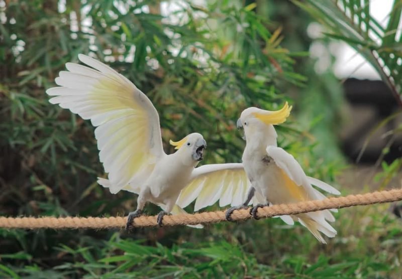 bird show