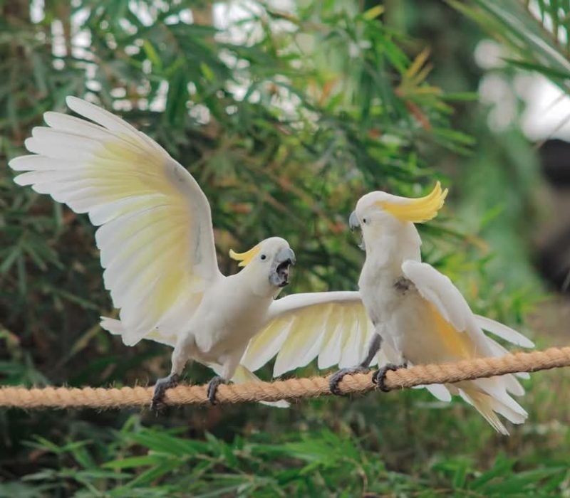 bird show