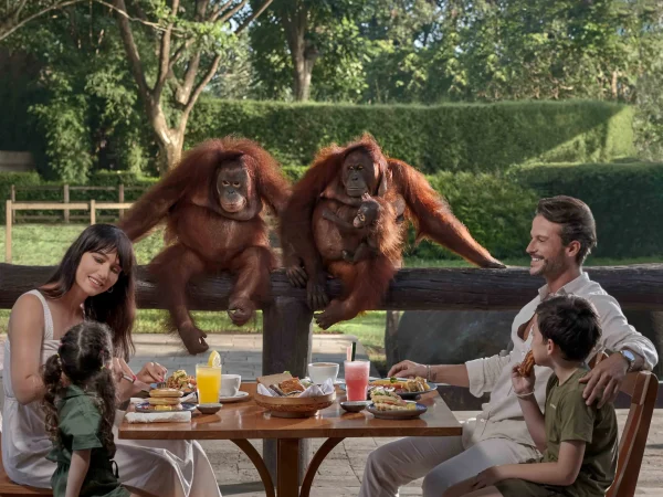 breakfast with orang utan