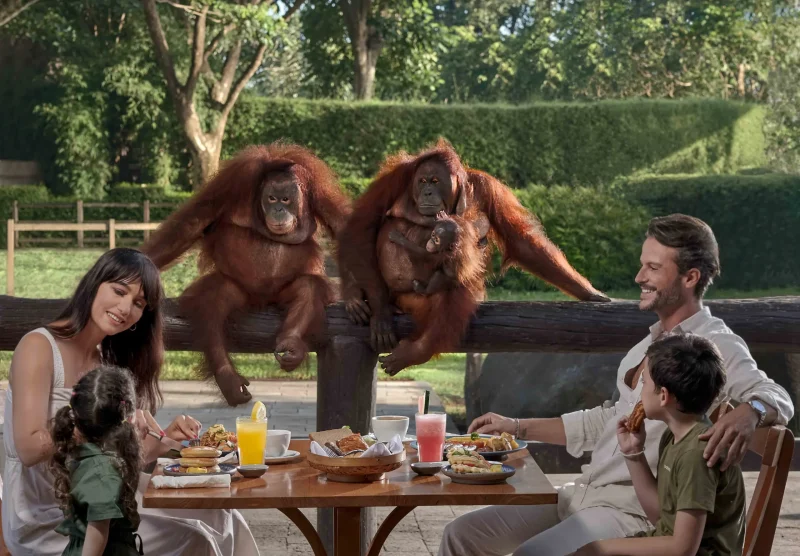 breakfast with orang utan