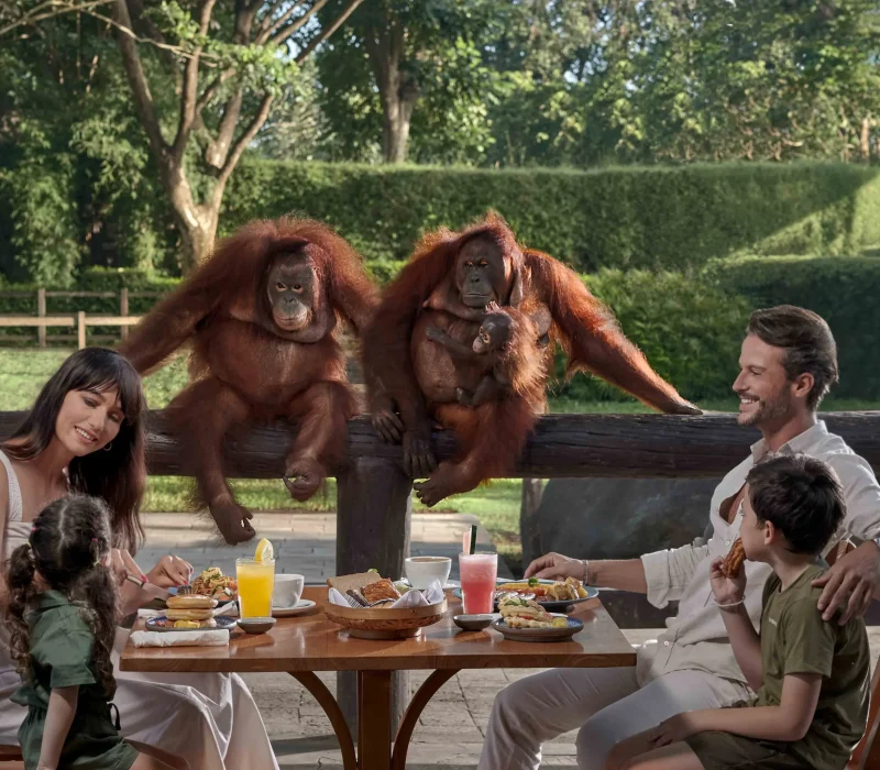 breakfast with orang utan
