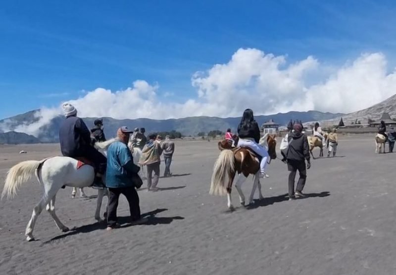 bromo horse
