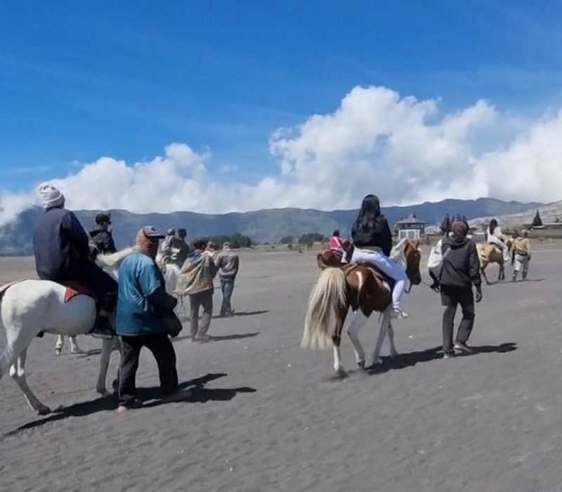 bromo horse