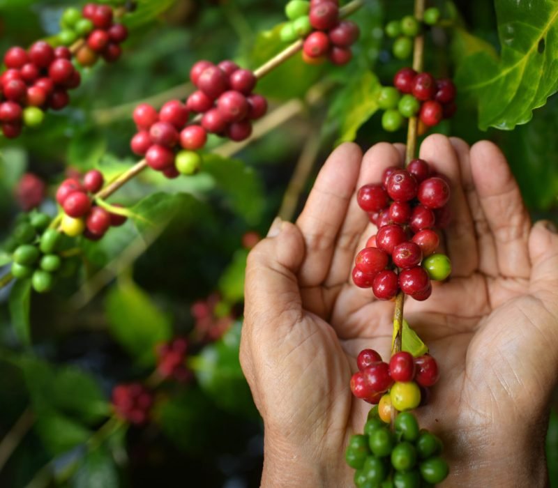 coffee 2