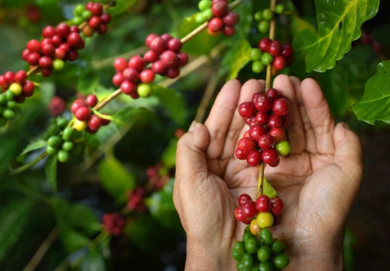 coffee plantation