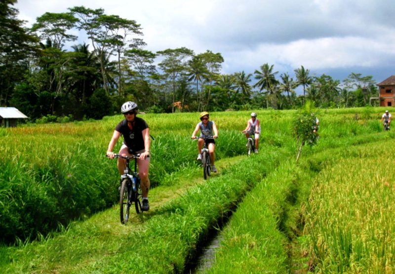 cycling while enjoying the view of the rice fields