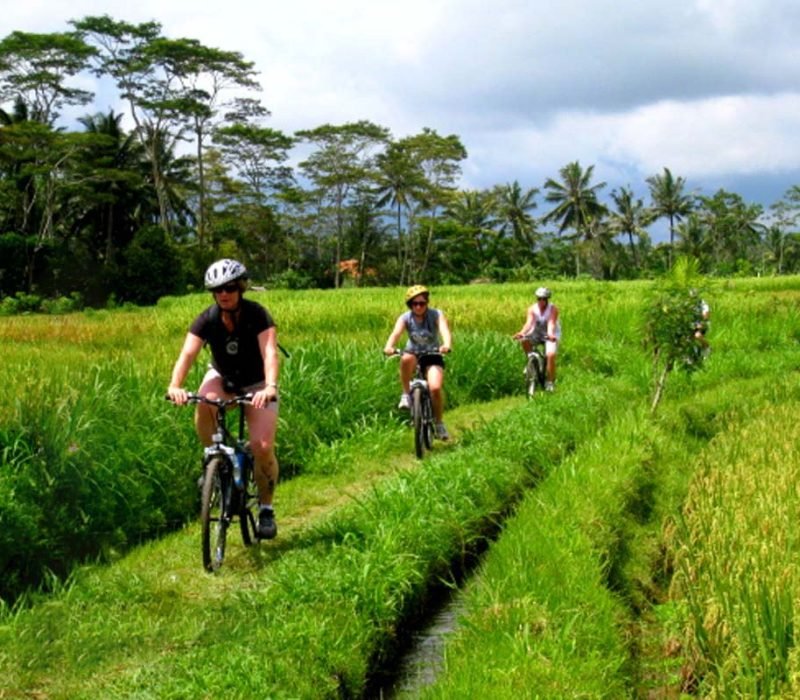 cycling while enjoying the view of the rice fields