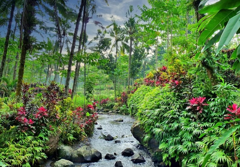 kalibaru plantation