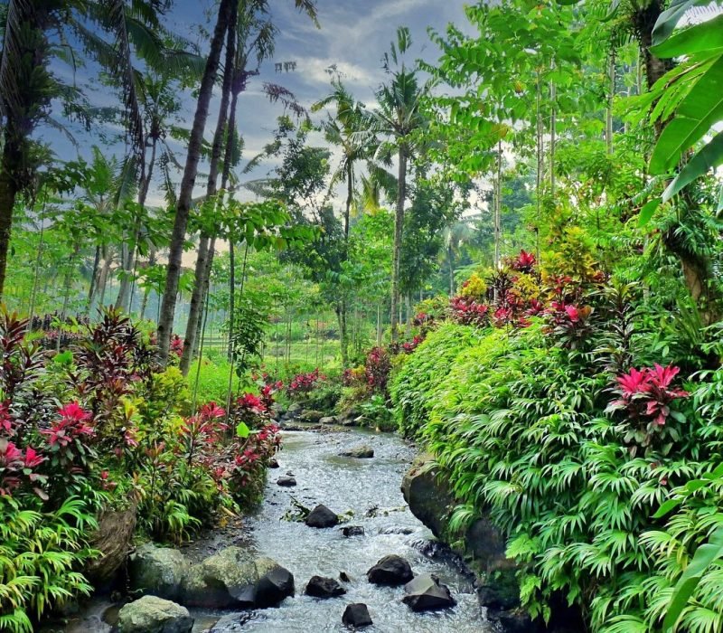 kalibaru plantation