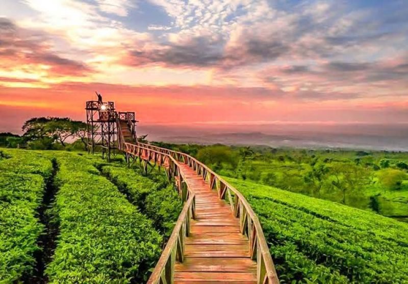 kebun teh wonosari