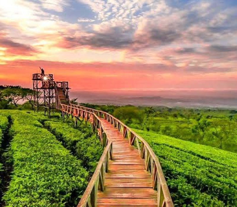 kebun teh wonosari
