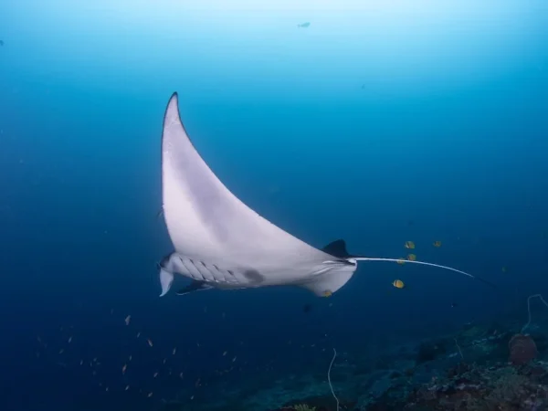 manta bay