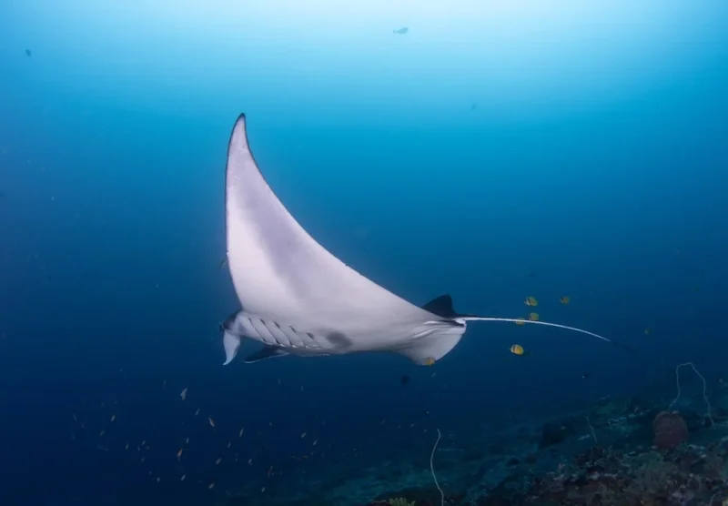 manta bay