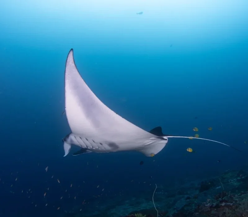manta bay