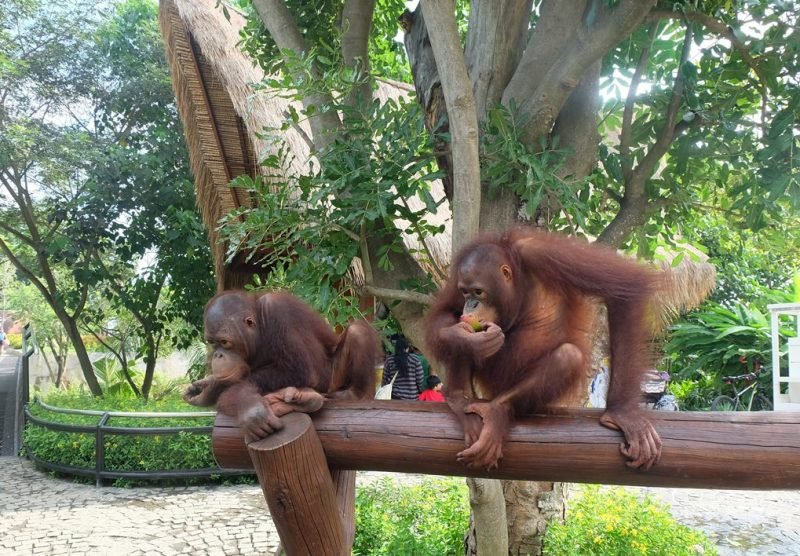 orang utan in balizoo