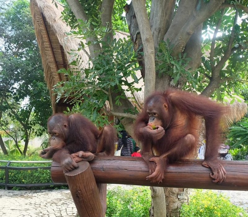 orang utan in balizoo
