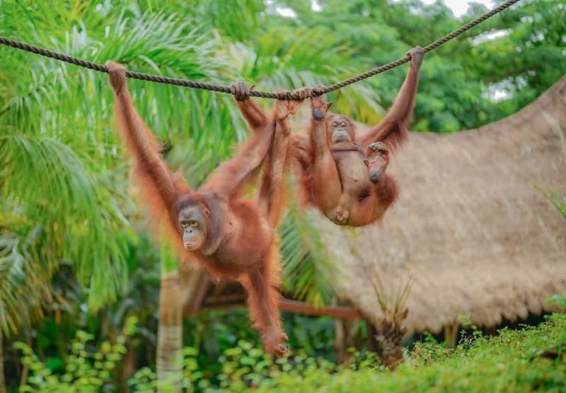 orangutan hanging