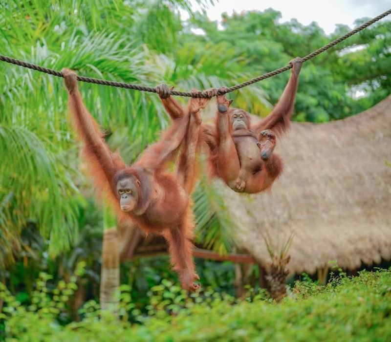 orangutan hanging