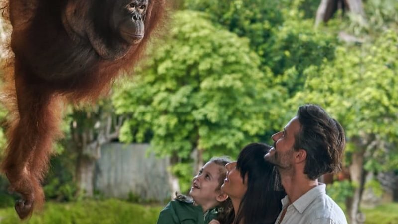 see the orang utan