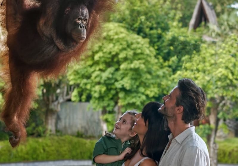 see the orang utan