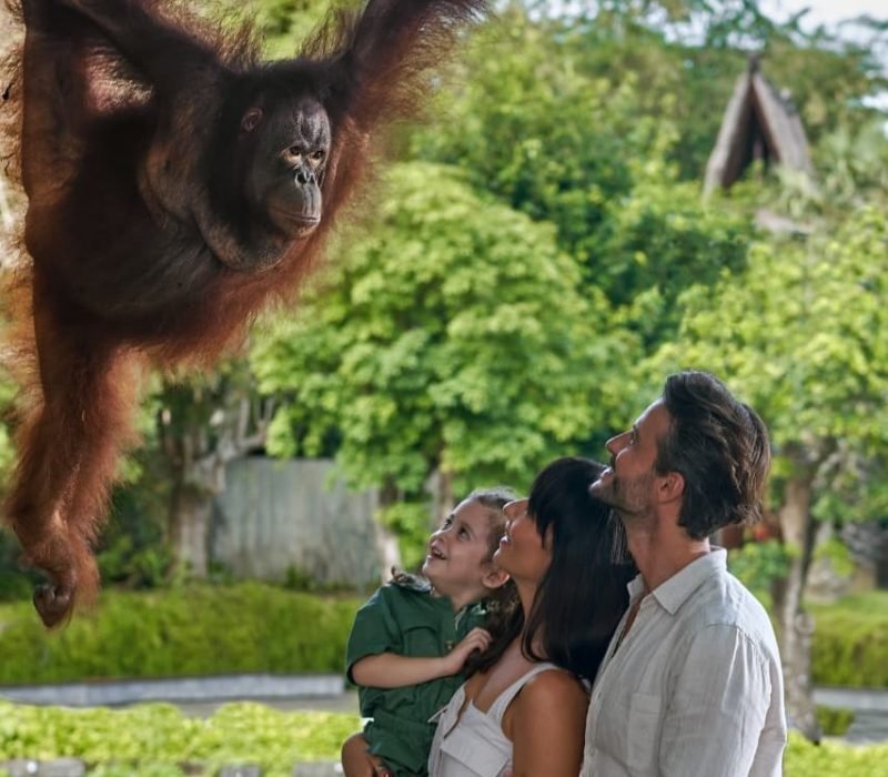 see the orang utan