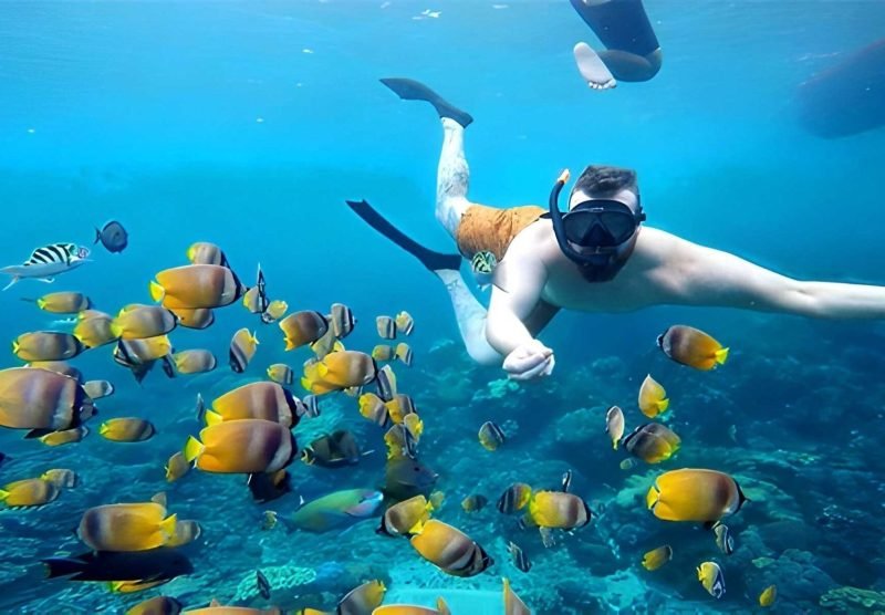 snorkeling-gamat bay