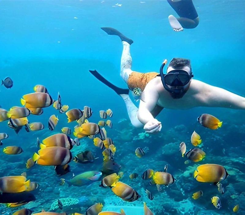 snorkeling-gamat bay
