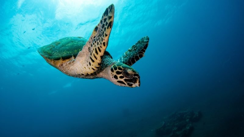 turtle in tanjung jepun