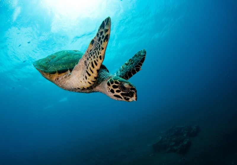 turtle in tanjung jepun