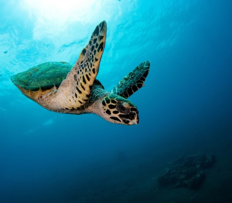 turtle in tanjung jepun