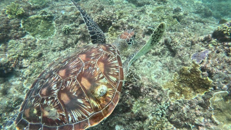 view of turtle